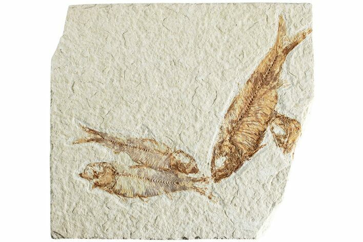 Three Detailed Fossil Fish (Knightia) - Wyoming #224555